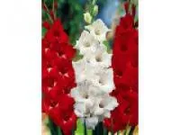 Луковицы Гладиолусов