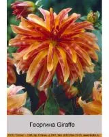 Луковицы Георгинов орхидейная Giraffe