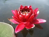 Водяная лилия Black Princess