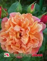 Саженцы розы Алоха