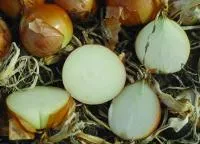 Лук Яровой КАМПЕРО F1 (100 000 семян) Nunhems