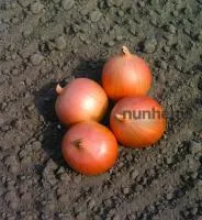 Лук Яровой САБРОСО F1 (100 000 семян) Nunhems