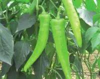 Перец острый САФЬЯН F1 (250 семян) Clause