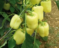 Перец сладкий ВЕДРАНА F1 (500 семян) Enza Zaden