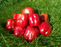 Перец сладкий РЭД БАРОН F1 (500 семян) Enza Zaden