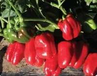 Перец сладкий ТАРКВИНИО F1 (500 семян) Nunhems