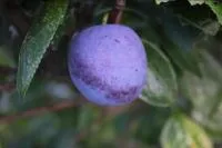 Саджанці Сливи Кабардинська Рання